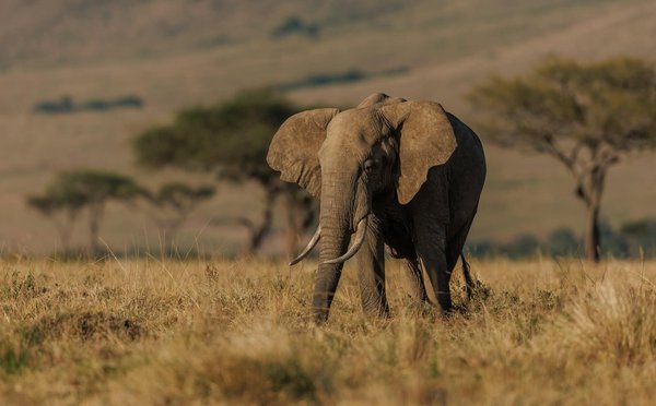 Quels sont les meilleurs spots pour l'observation des animaux sauvages en Afrique du Sud : parcs et périodes recommandées ?